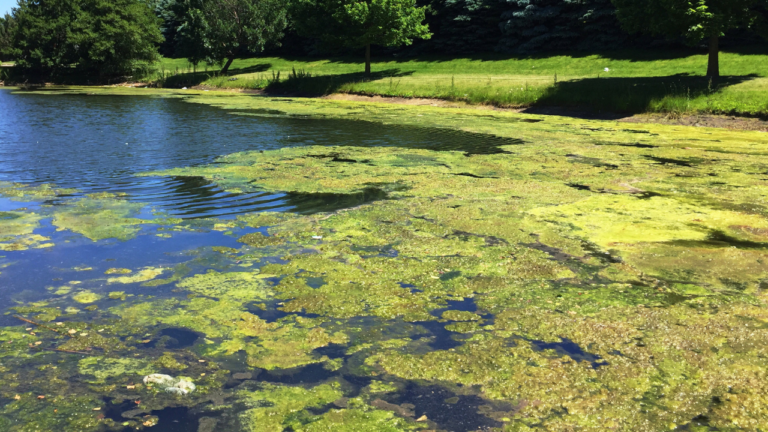 Efectos nocivos de la proliferación de algas en la salud